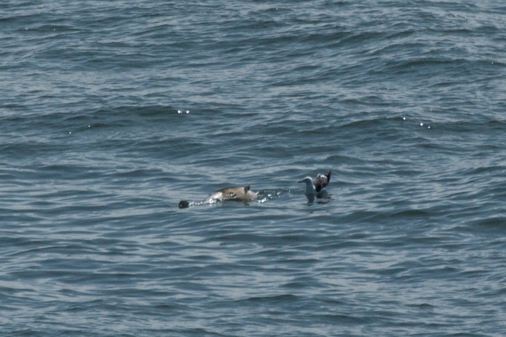 Dode bruinvis vanaf Hollandica