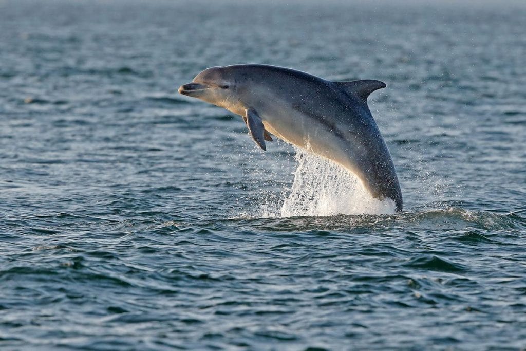 Tuimelaar in de Moray Firth (Foto K. Robinson)