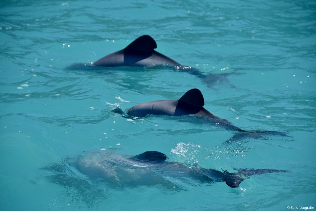 Hector dolfijnen gezien vanuit Akaroa (Foto E. Sohier)