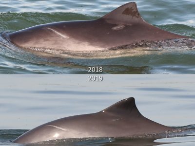 Een vergelijkingsfoto van 2018 (boven) en 2019 (onder) van deze bruinvis.
