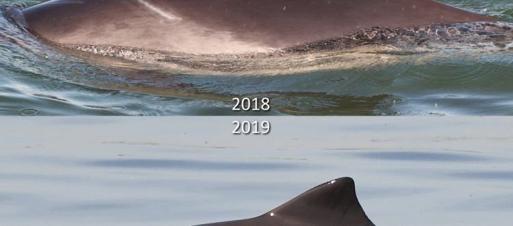 Een vergelijkingsfoto van 2018 (boven) en 2019 (onder) van deze bruinvis.
