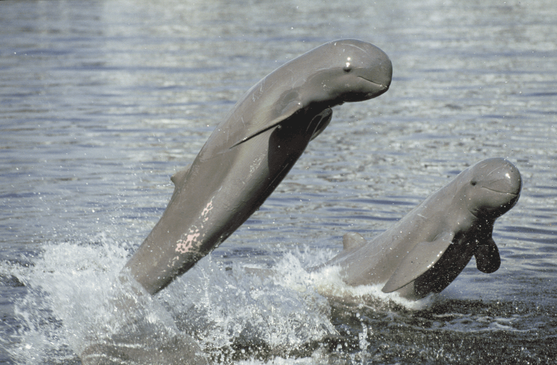 Irrawaddy dolfijnen (WWF Thailand) .