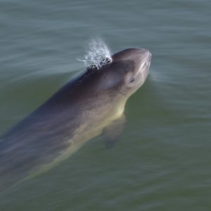Adopteer Bruinvis Sedna
