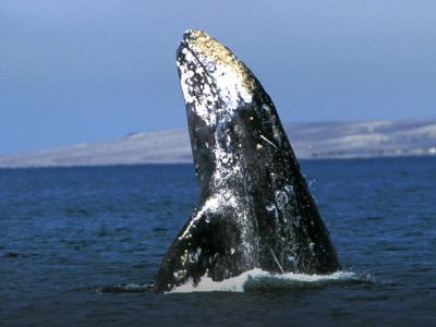 Grijze walvis (EPA)