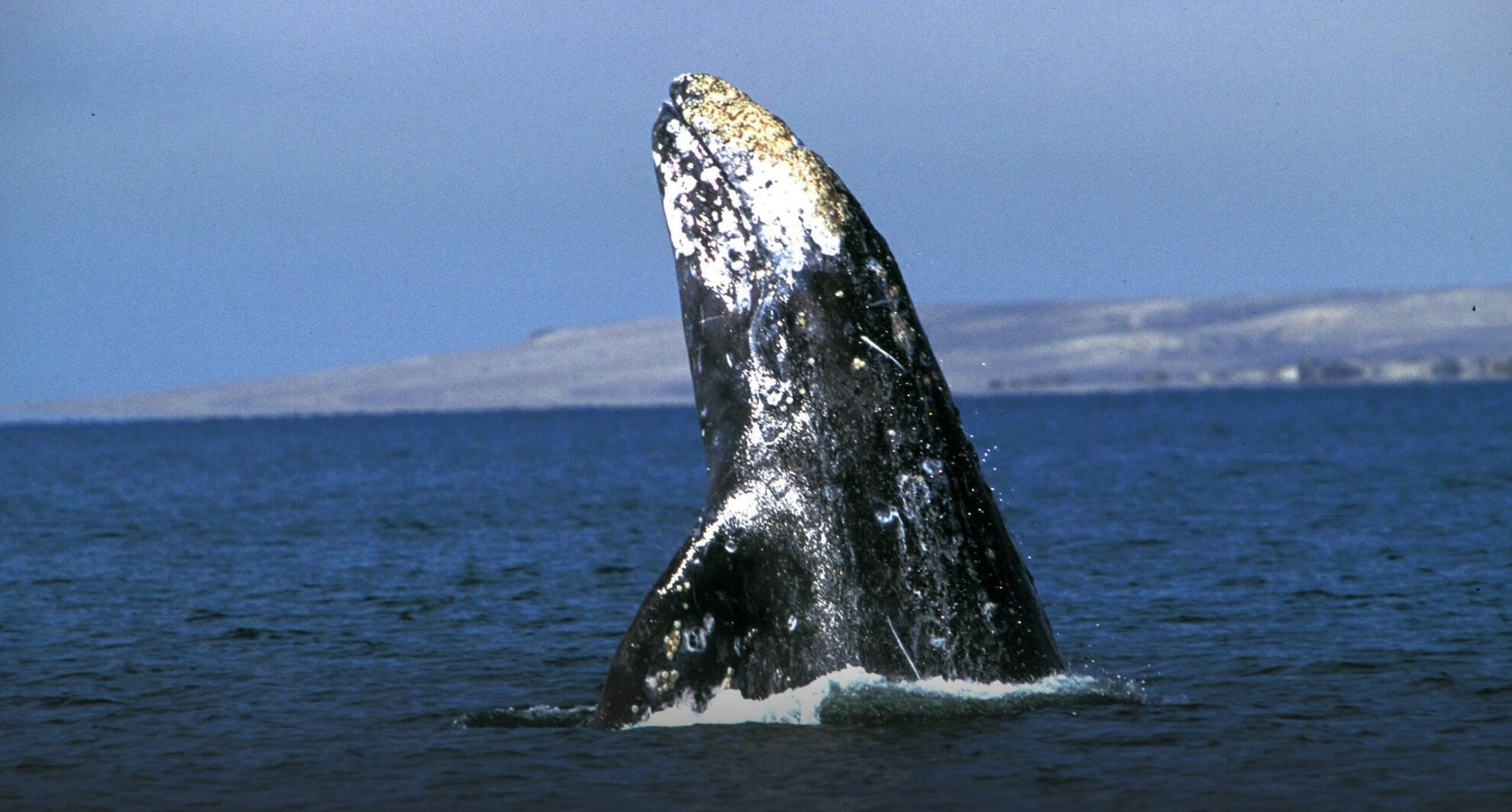 Grijze walvis (EPA)