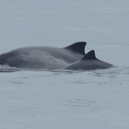 Adopteer Bruinvis Wendy