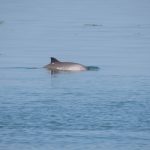 Adopteer Bruinvis Wendy - Afbeelding 4