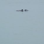Adopteer Bruinvis Wendy - Afbeelding 3
