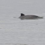 Adopteer Bruinvis Wendy - Afbeelding 2