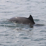Adopteer Bruinvis Wendy - Afbeelding 5